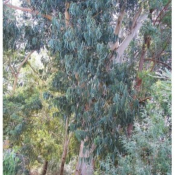 Eucalyptus globulus bio - huile essentielle - 10 ml