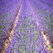 Lavandin Super Bio - Huile essentielle - 10 ml