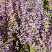 Sauge sclarée Bio - Huile essentielle - 10 ml