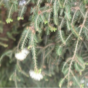 Tea Tree - huile essentielle bio -10 ml