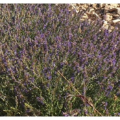 Hysope bio - Huile essentielle - 10 ml