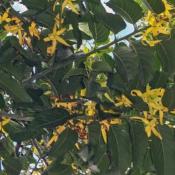 Ylang Ylang Bio - Huile essentielle - 10 ml