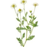 Camomille Romaine bio - huile essentielle - 5 ml