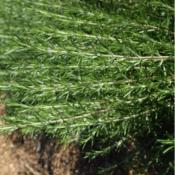 Romarin à cineol bio - huile essentielle - 10 ml