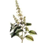 Basilic tropical bio - huile essentielle - 10 ml