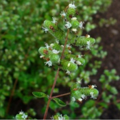 Marjolaine à coquille bio - Huile essentielle - 5 ml