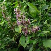 Patchouli bio - Huile essentielle - 5 ml