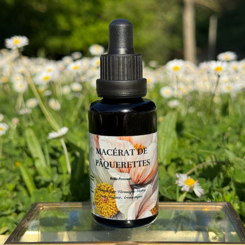 Macérat de Pâquerettes bio - 30 ml
