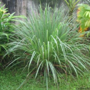 Citronnelle de Java bio - Huile essentielle - 10 ml