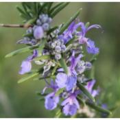 Romarin à verbénone - huile essentielle 10 ml