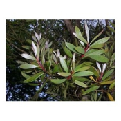 Niouli bio - Huile essentielle - 10 ml