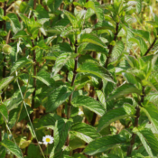 Menthe poivrée - huile essenssielle bio - 10 ml