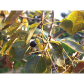 Ravintsara - huile essentielle - 10 ml