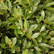 Laurier noble - Huile essentielle - 5 ml