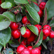 Gaulthérie bio - huile essentielle -10 ml