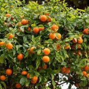 Orange bio - Huile essentielle - 10 ml