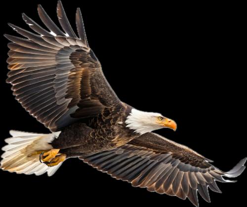 COLLECTION WITHE EAGLE