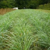 Lemongrass bio - Huile essentielle - 10 ml 