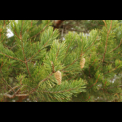 Pin sylvestre - huile essentielle - 10 ml